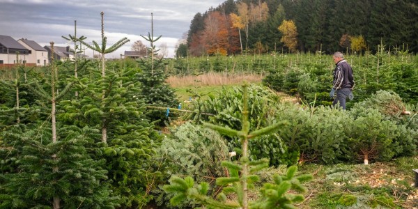 Sapin de Noël en pleine culture